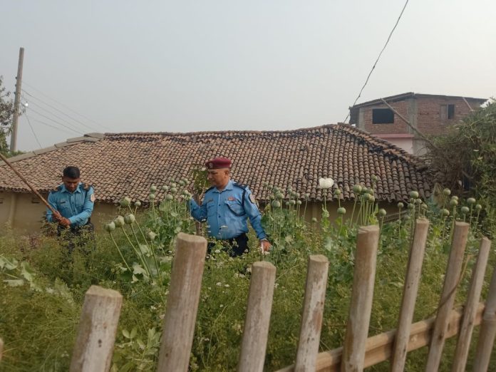 अफिम