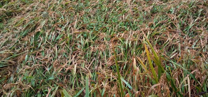 1761813587_Dhan_Kheti